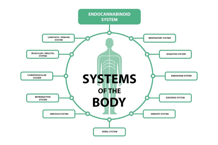 Cannabis and arthritis endocannabinoid system
