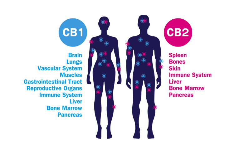 Cannabis and fibromyalgia cb1 and cb2 receptors