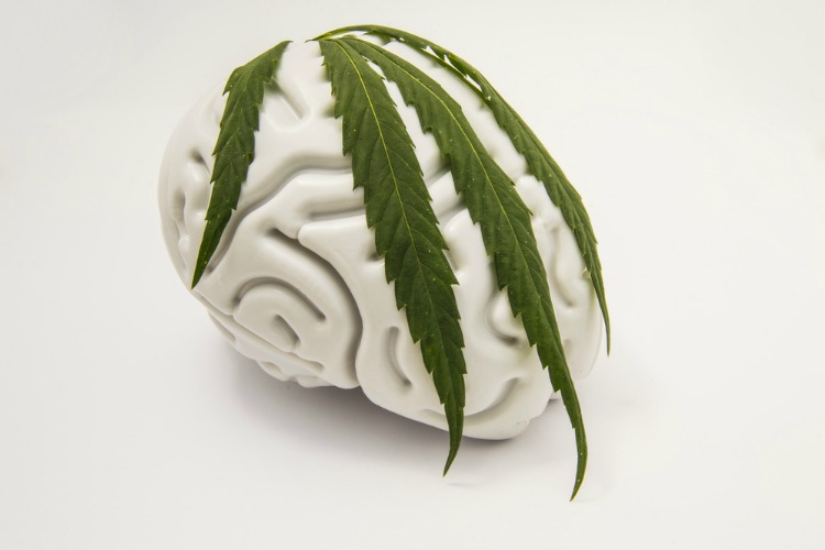Cannabis for Depression leaf on brain