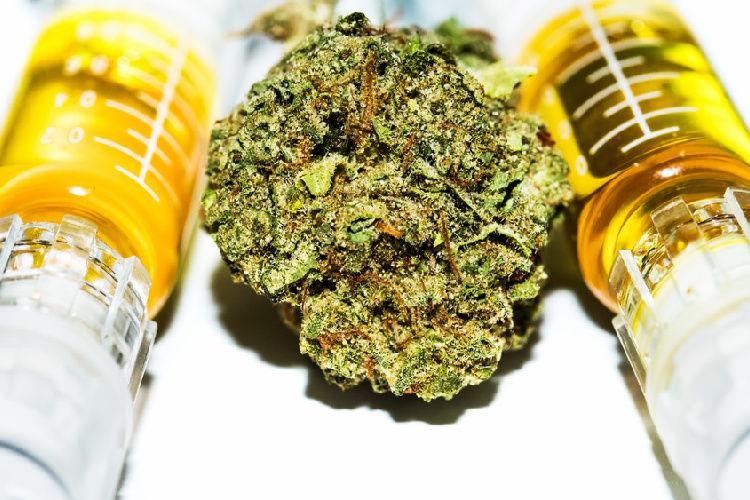 Cannabis for Palliative Care bud between oils