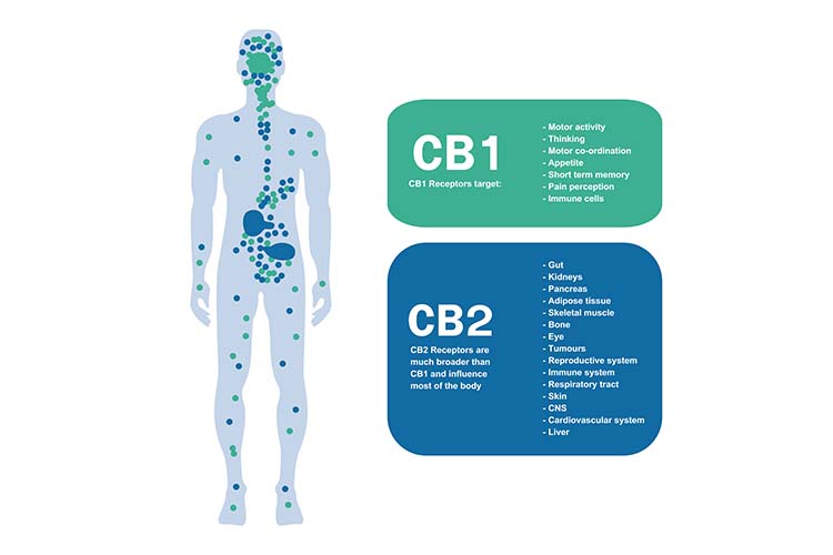 THC vs CBD cb1 and cb2 receptors