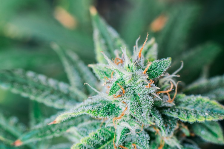 The-Best-Medical-Marijuana-Strain-for-Pain-and-Anxiety-2