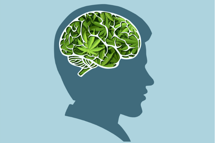 best cannabis for anxiety cannabis brain