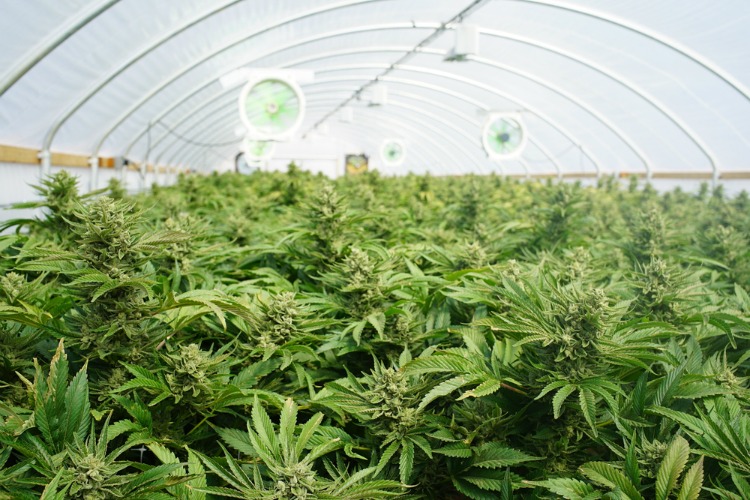 medical cannabis statistics greenhouse