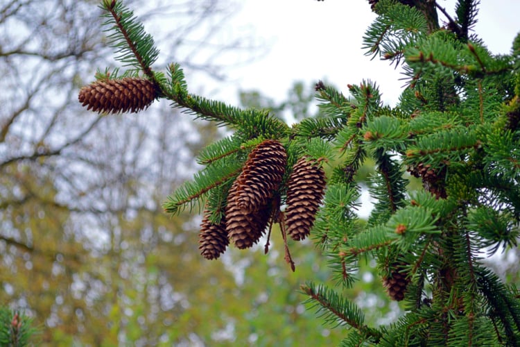 pinene pine tree