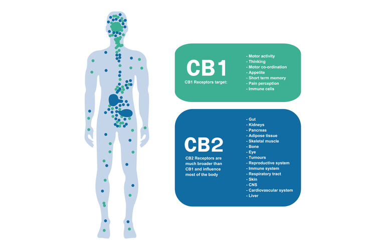 Cannabis for Inflammation 3