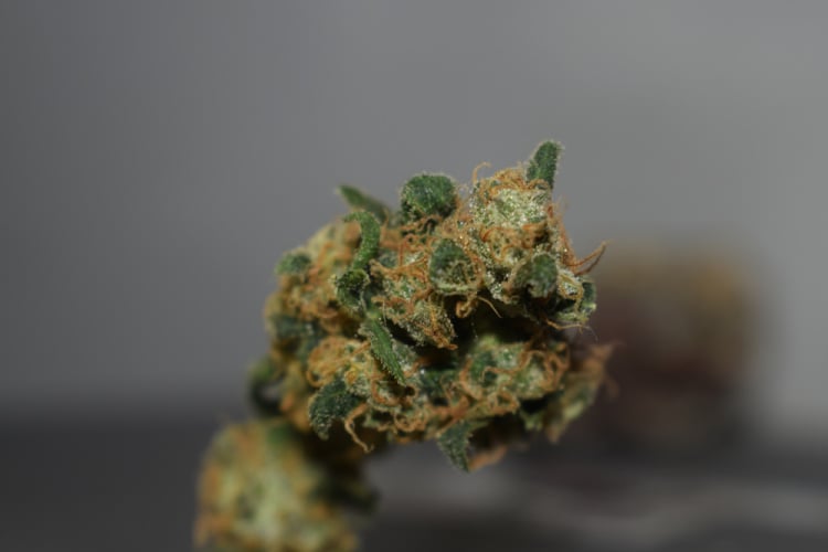 Sativa 1