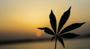 Cannabis Leaf with sunset in background