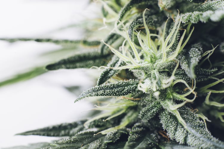 sativa 3