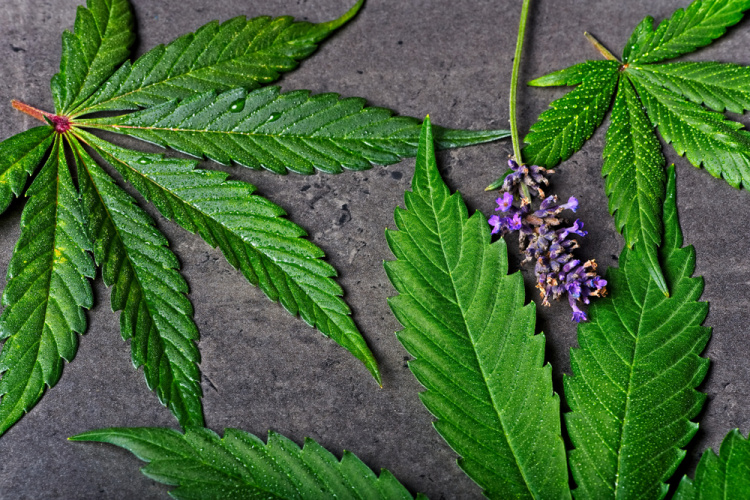 Linalool flower and cannabis leaves