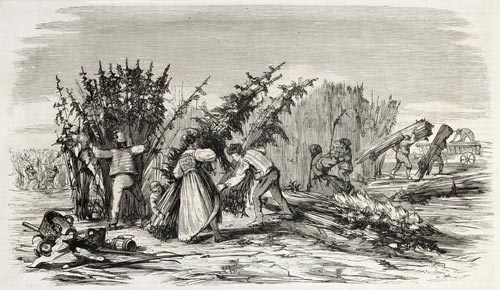 Illustration of Hemp harvesting